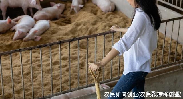 农民如何创业(农民该怎样创业)