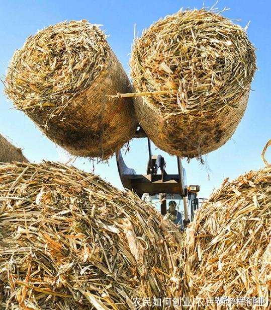 农民如何创业(农民该怎样创业)
