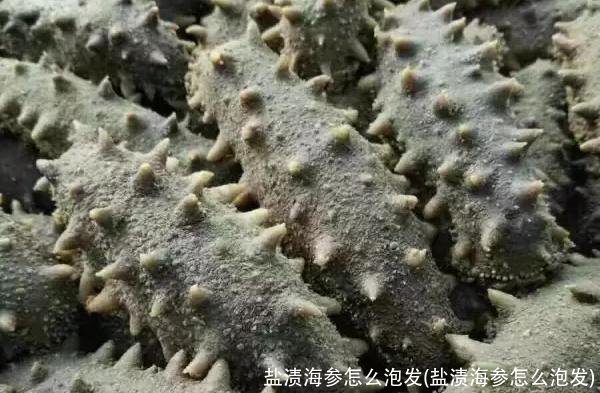 盐渍海参怎么泡发(盐渍海参怎么泡发)