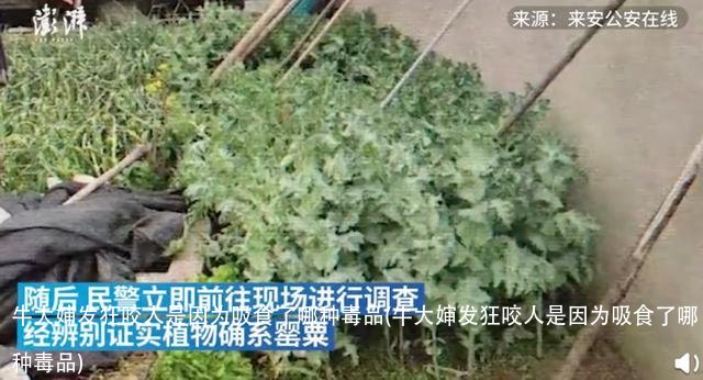 牛大婶发狂咬人是因为吸食了哪种毒品(牛大婶发狂咬人是因为吸食了哪种毒品)