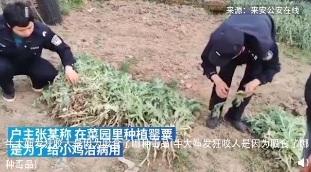 牛大婶发狂咬人是因为吸食了哪种毒品(牛大婶发狂咬人是因为吸食了哪种毒品)