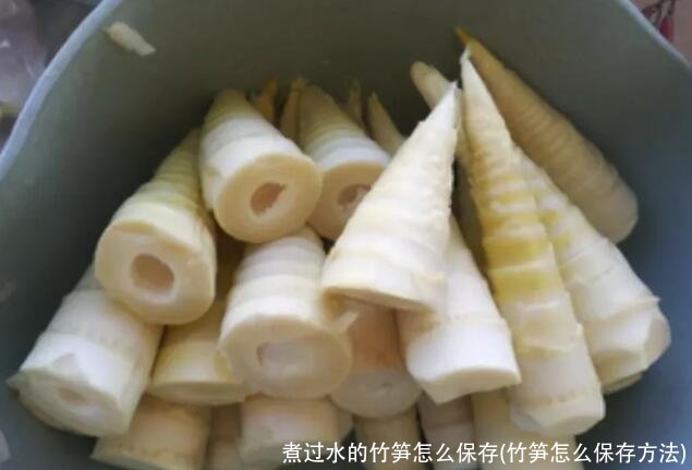 煮过水的竹笋怎么保存(竹笋怎么保存方法)