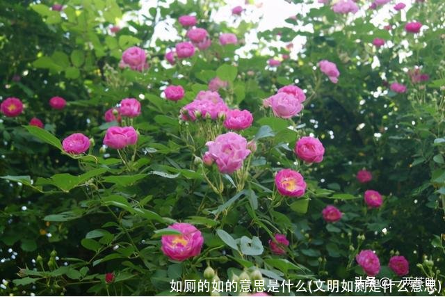 如厕的如的意思是什么(文明如厕是什么意思)