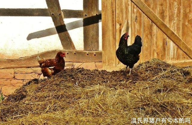 温氏养猪户有亏本的吗