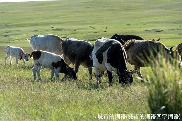 城市的词语(城市的词语四字词语)