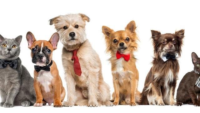 50个适合乡镇做的生意(50个适合乡镇做的代理)