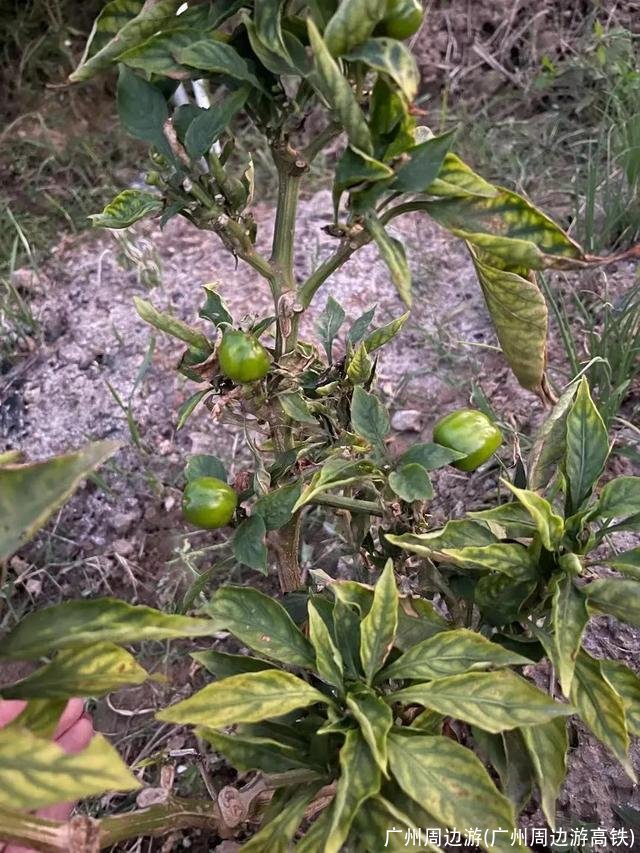 广州周边游(广州周边游高铁)