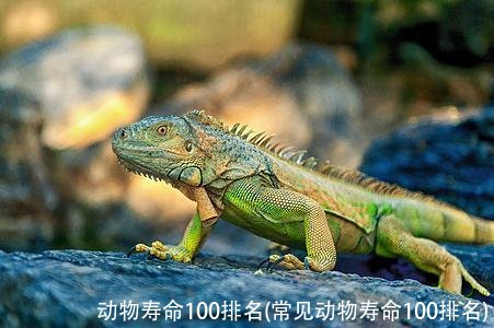 动物寿命100排名(常见动物寿命100排名)
