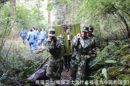 熊猫卫士(熊猫卫士为什么被视为中国的国宝)