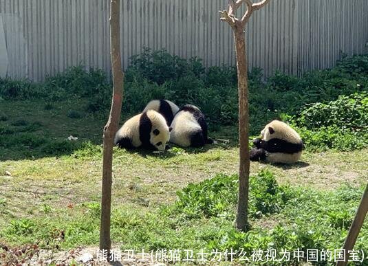 熊猫卫士(熊猫卫士为什么被视为中国的国宝)