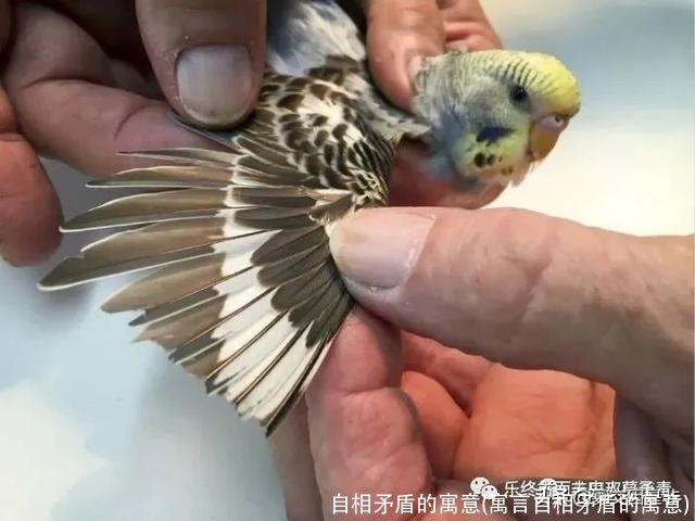 自相矛盾的寓意(寓言自相矛盾的寓意)