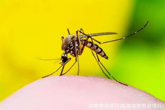 动物寿命排行(陆地动物寿命排行)