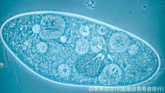 动物寿命排行(陆地动物寿命排行)