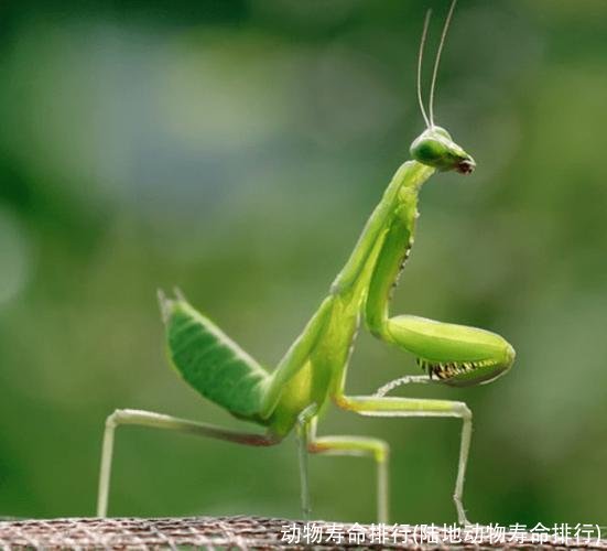 动物寿命排行(陆地动物寿命排行)