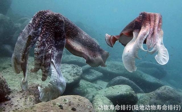 动物寿命排行(陆地动物寿命排行)