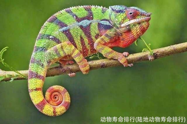 动物寿命排行(陆地动物寿命排行)