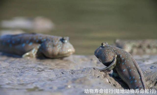 动物寿命排行(陆地动物寿命排行)