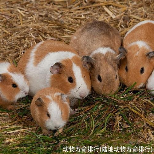 动物寿命排行(陆地动物寿命排行)