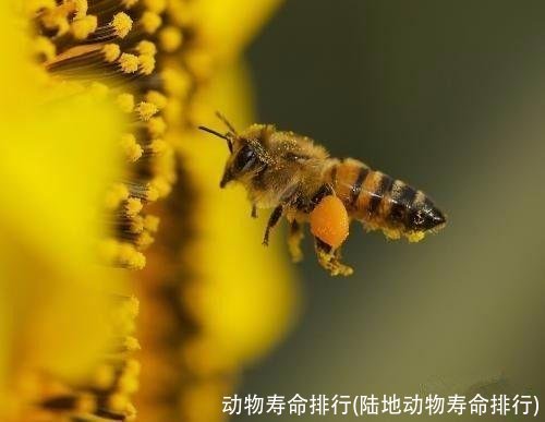 动物寿命排行(陆地动物寿命排行)