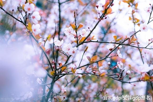 宜宾gdp(宜宾gdp排名)