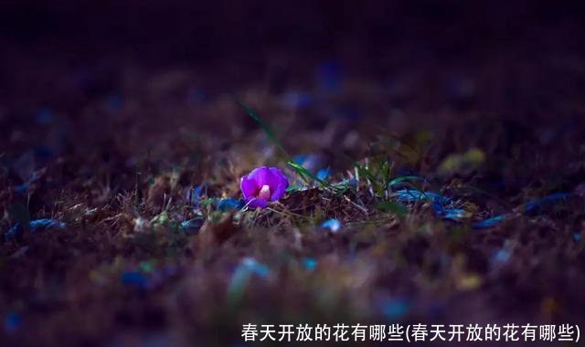 春天开放的花有哪些(春天开放的花有哪些)