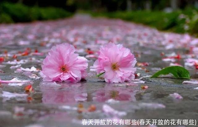 春天开放的花有哪些(春天开放的花有哪些)