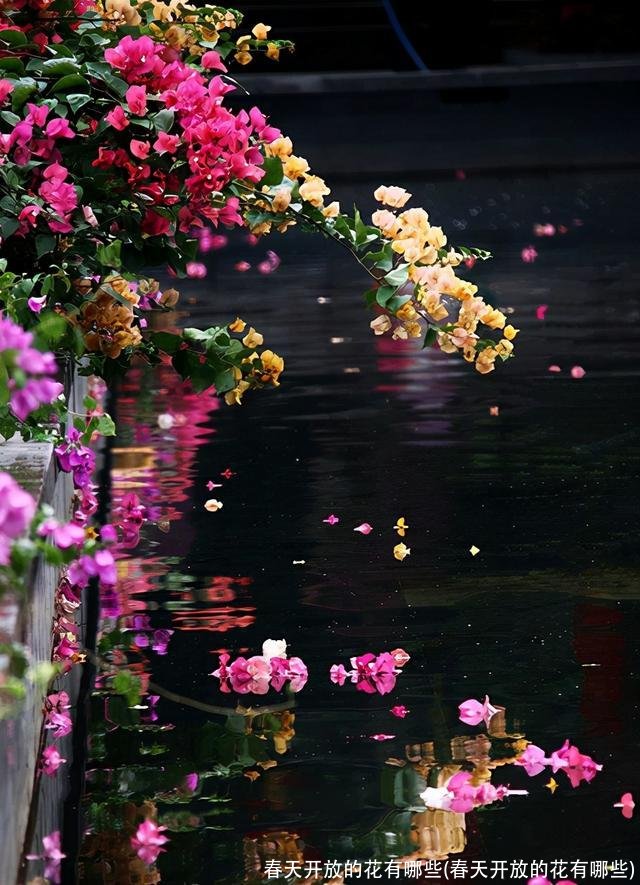 春天开放的花有哪些(春天开放的花有哪些)