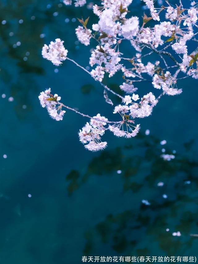 春天开放的花有哪些(春天开放的花有哪些)