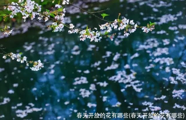 春天开放的花有哪些(春天开放的花有哪些)