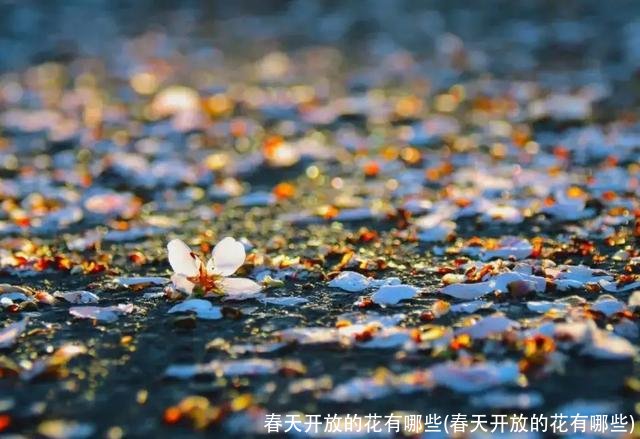 春天开放的花有哪些(春天开放的花有哪些)