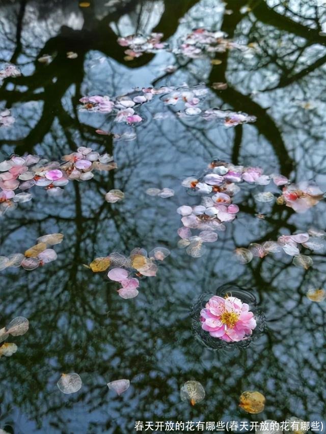 春天开放的花有哪些(春天开放的花有哪些)