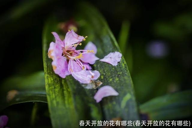 春天开放的花有哪些(春天开放的花有哪些)