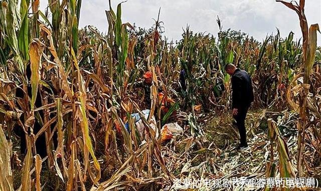 盗墓的电视剧(好看盗墓的电视剧)