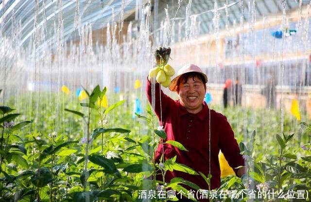 酒泉在哪个省(酒泉在哪个省的什么位置)