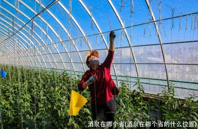 酒泉在哪个省(酒泉在哪个省的什么位置)