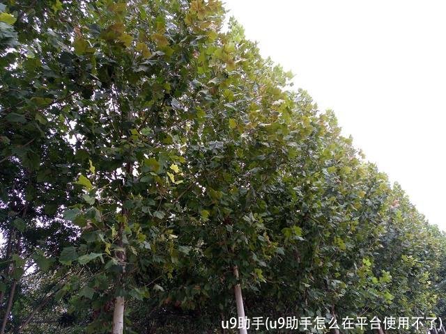 u9助手(u9助手怎么在平台使用不了)