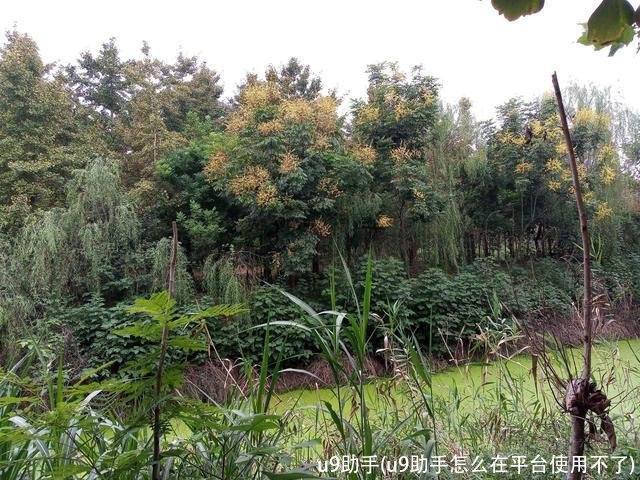 u9助手(u9助手怎么在平台使用不了)