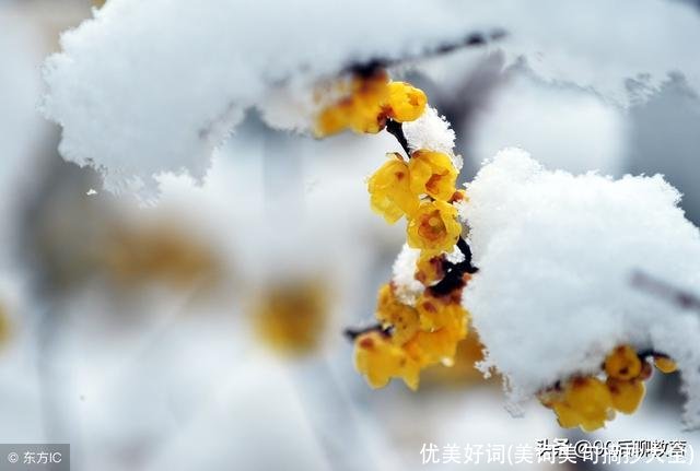 优美好词(美词美句摘抄大全)