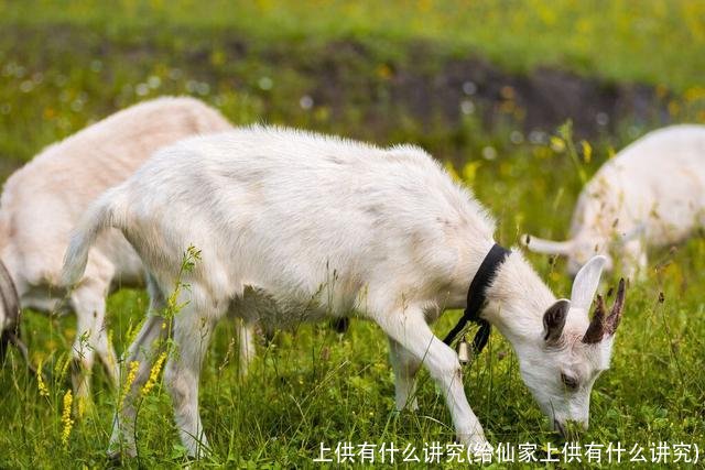 上供有什么讲究(给仙家上供有什么讲究)