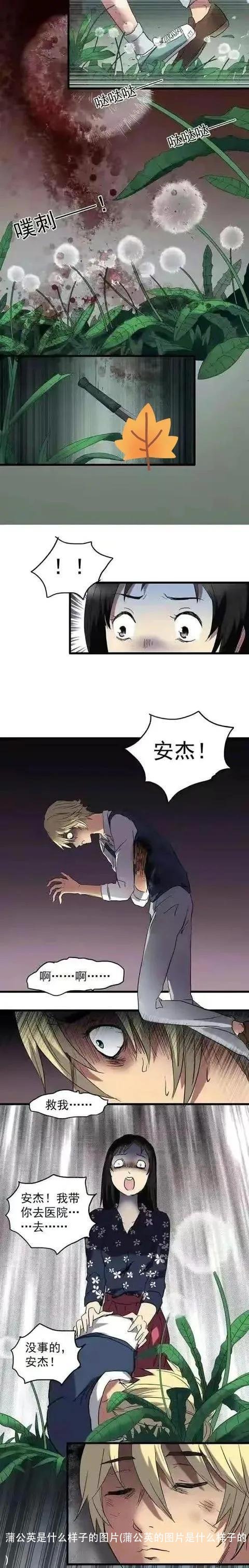 蒲公英是什么样子的图片(蒲公英的图片是什么样子的)