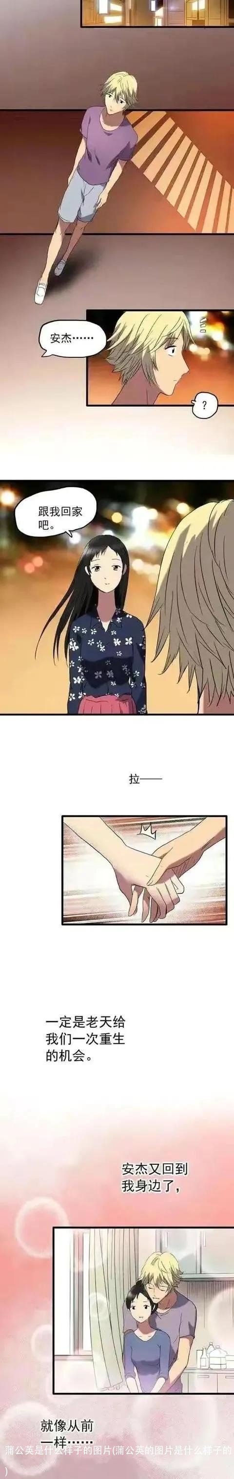 蒲公英是什么样子的图片(蒲公英的图片是什么样子的)