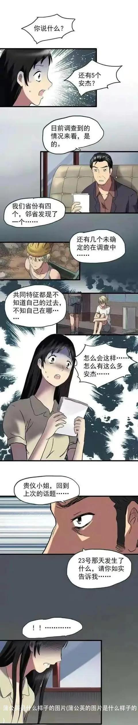 蒲公英是什么样子的图片(蒲公英的图片是什么样子的)