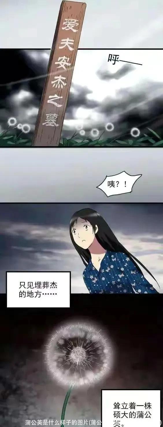 蒲公英是什么样子的图片(蒲公英的图片是什么样子的)