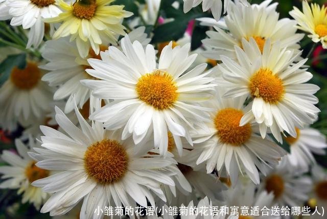 小雏菊的花语(小雏菊的花语和寓意适合送给哪些人)