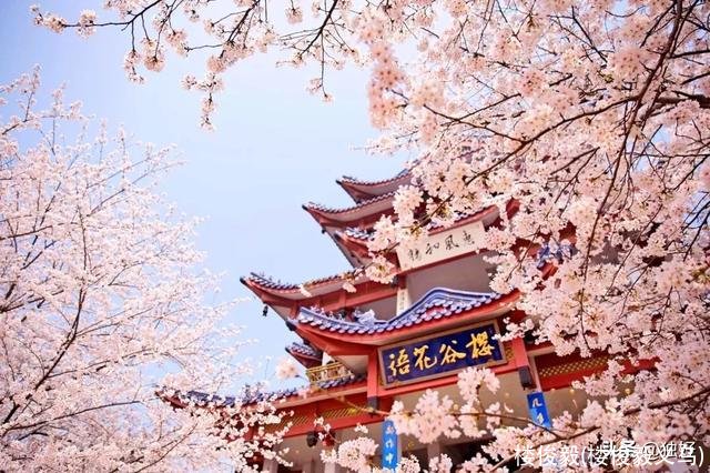 楼俊毅(楼俊毅义乌)