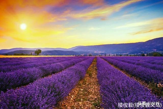 楼俊毅(楼俊毅义乌)