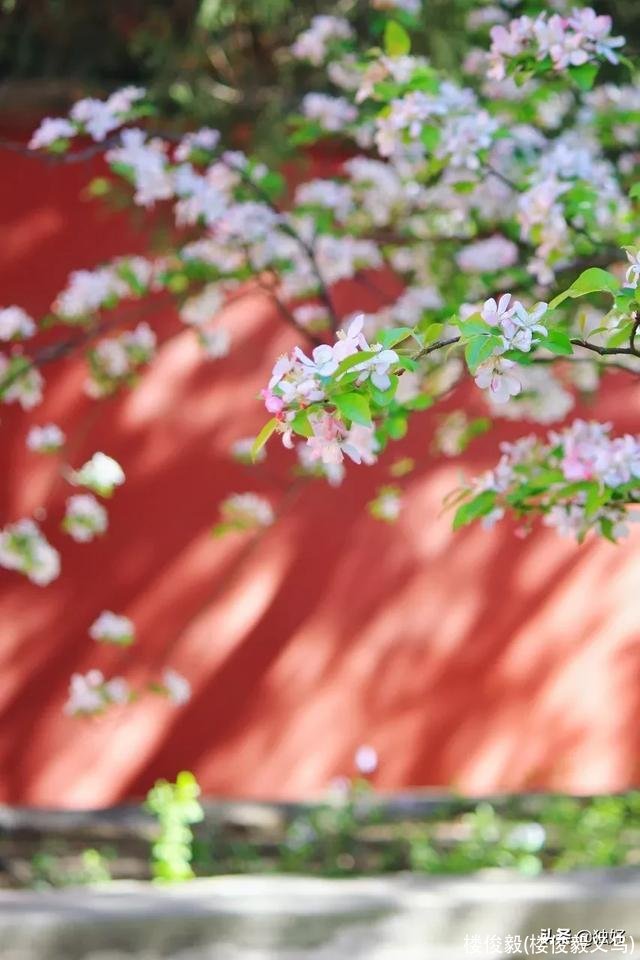 楼俊毅(楼俊毅义乌)