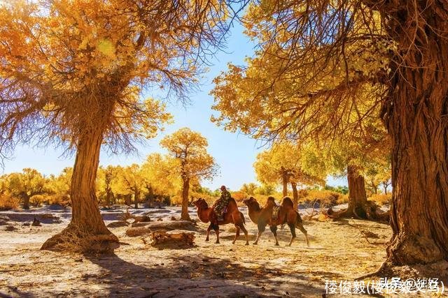 楼俊毅(楼俊毅义乌)