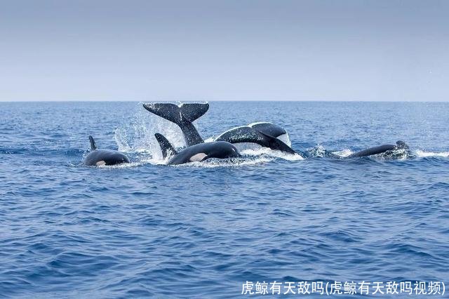 虎鲸有天敌吗(虎鲸有天敌吗视频)
