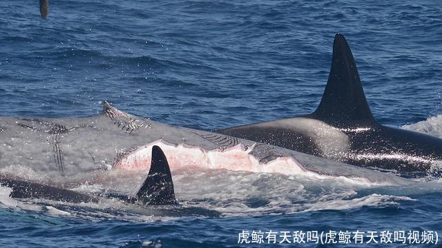 虎鲸有天敌吗(虎鲸有天敌吗视频)